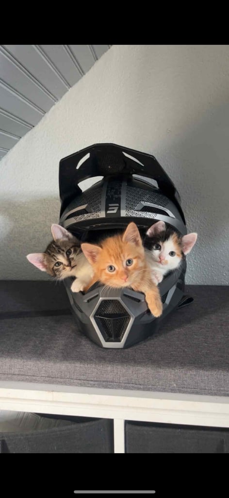 6 kittens looking for there forever homes 