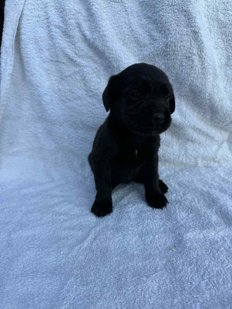 Cocker x Labrador puppies