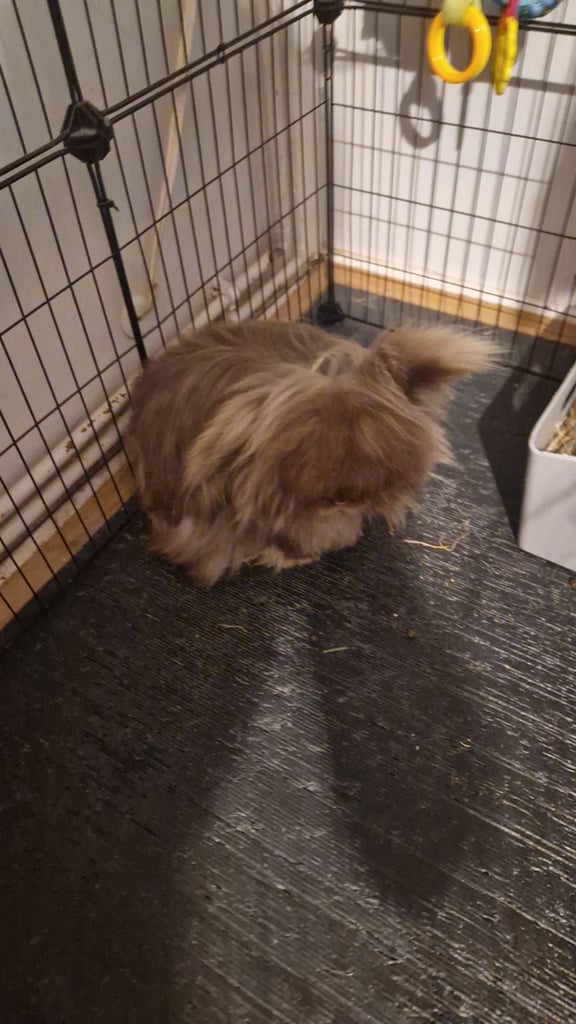 2 beautiful lionhead rabbits