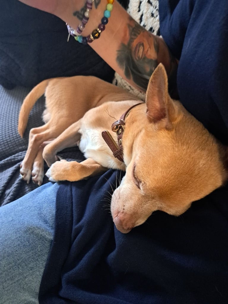 image for Rehome Chip