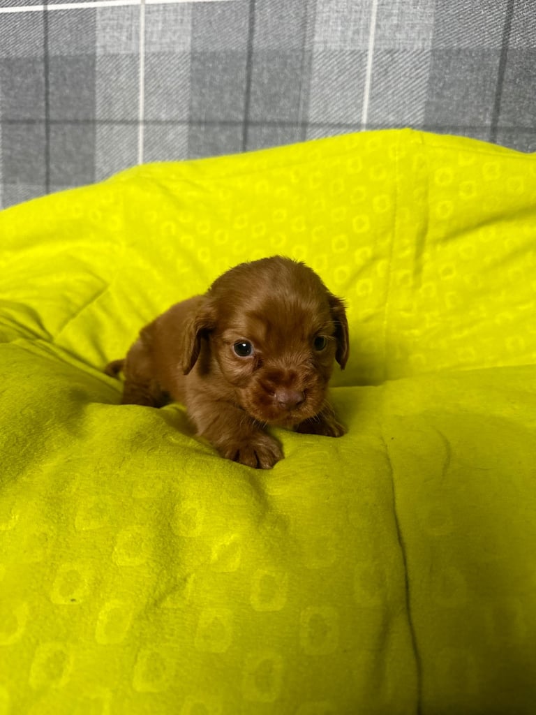 Stunning little red cocker spaniel male £800