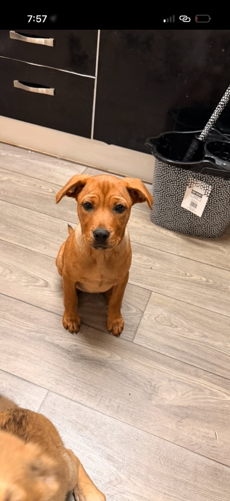 image for Puppies 