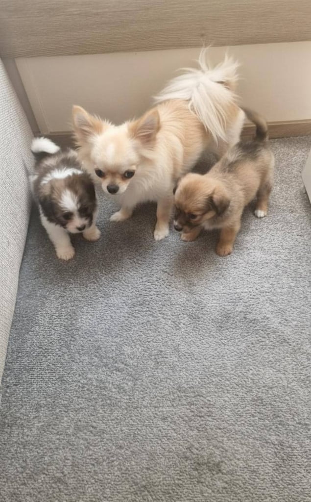 Chihuahua puppies