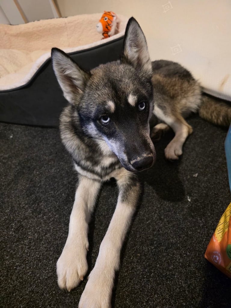 Siberian husky 6 months old