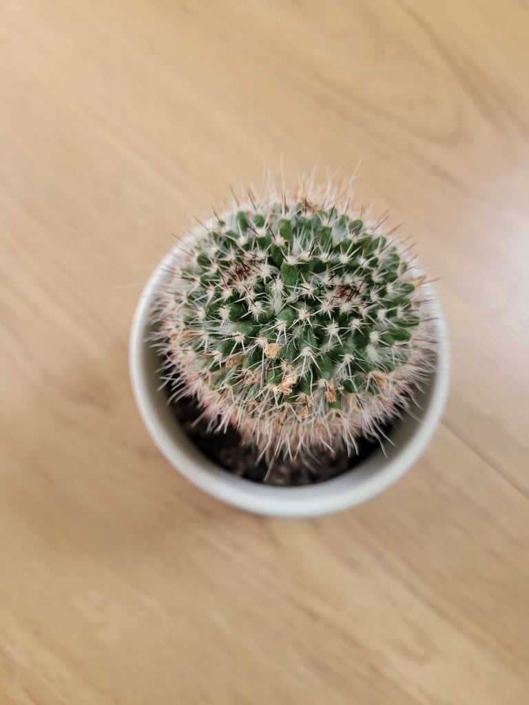 Small cactus