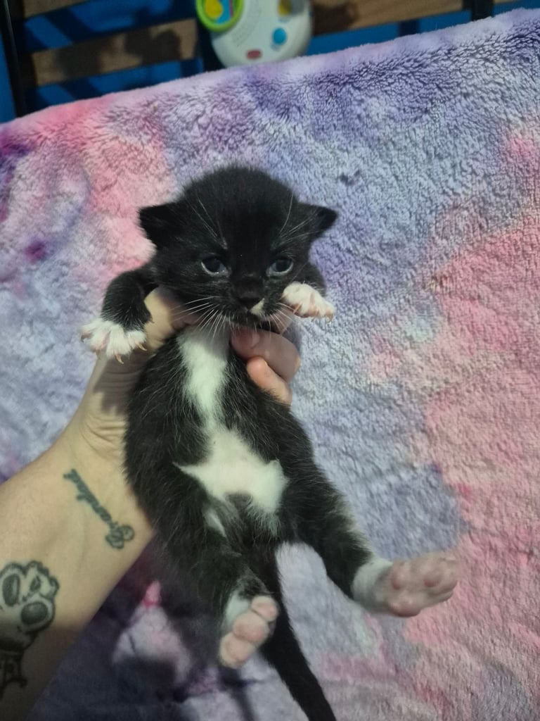 Gorgous kittens long & short haired