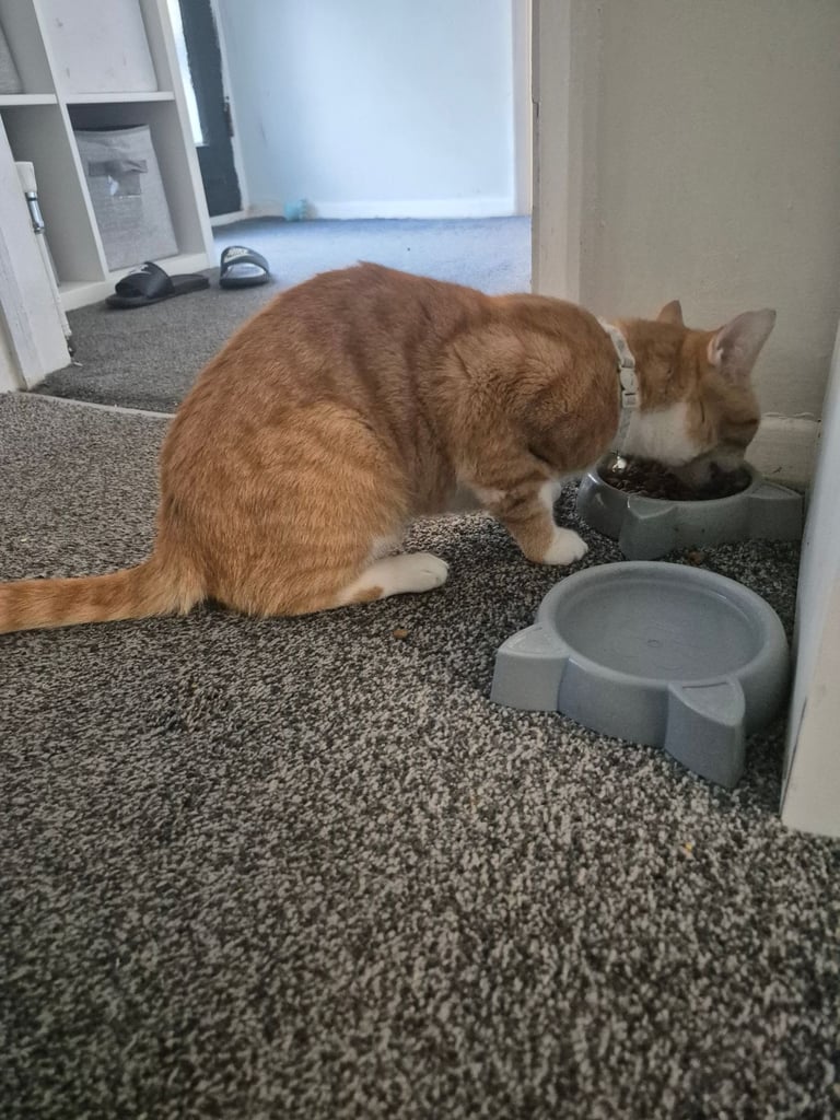 Needs a loving new home❤️