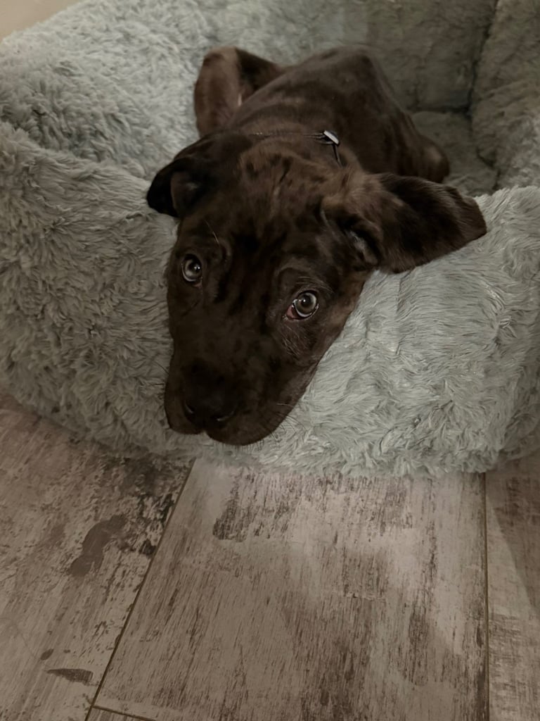 Stunning cane corso puppy (Boy)