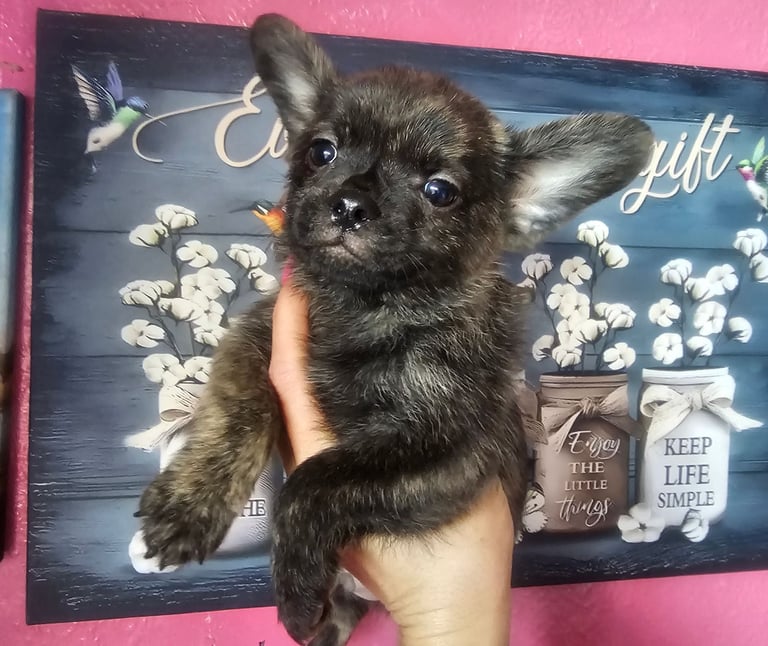 Fluffy Frenchie poms ❤️⭐️