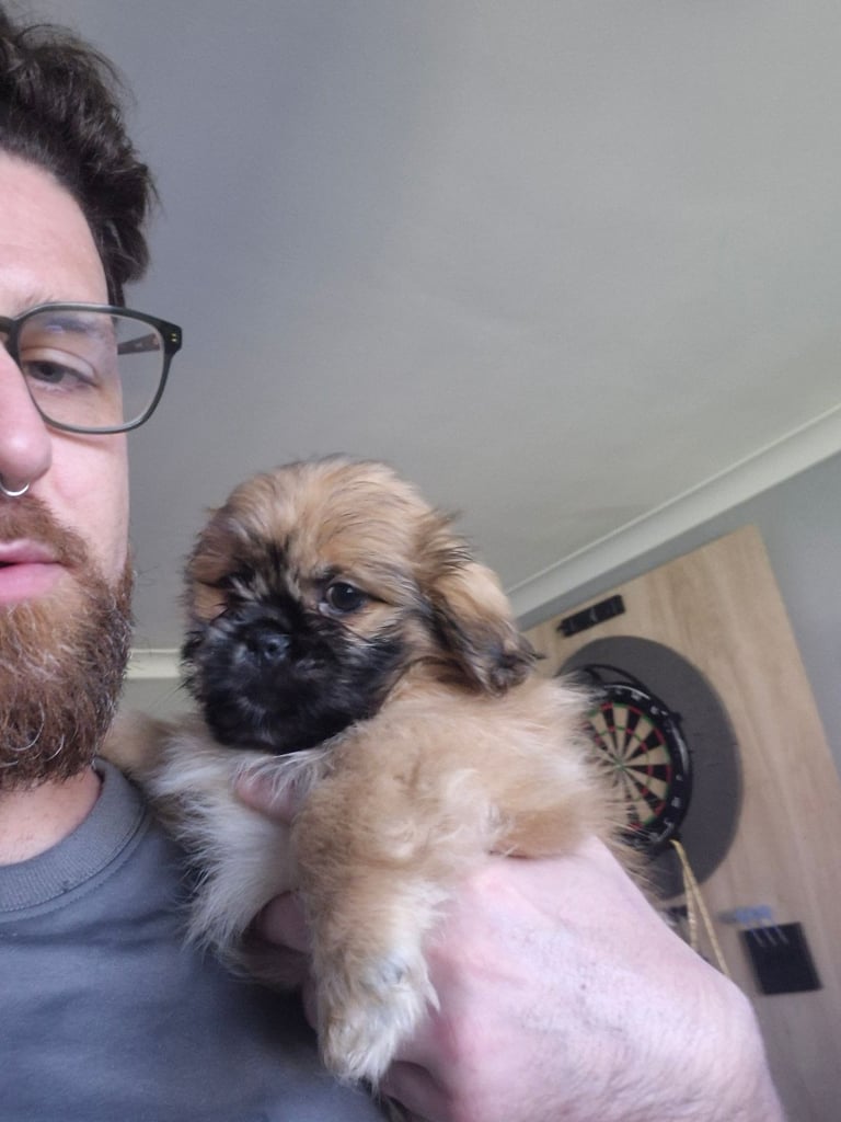 X2 Shih Tzu pekingnese cross puppy for sale 