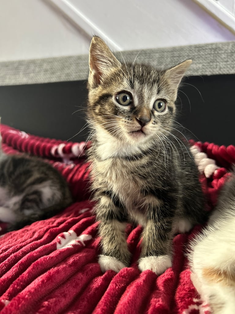 5 kittens (three left )