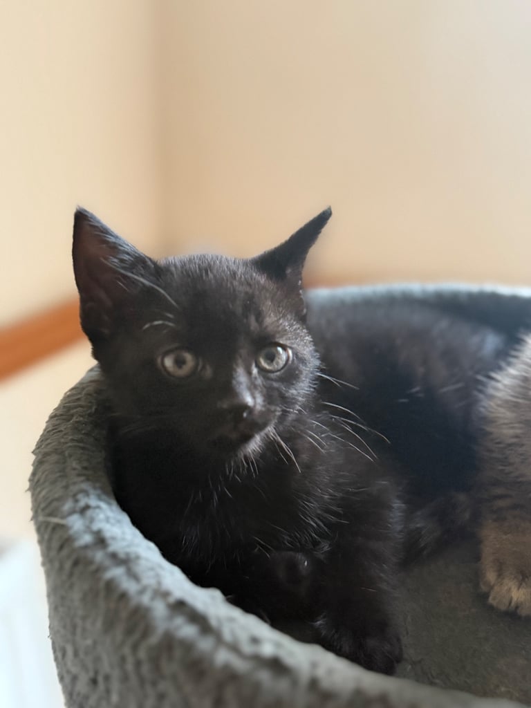 4 x kittens for sale 
