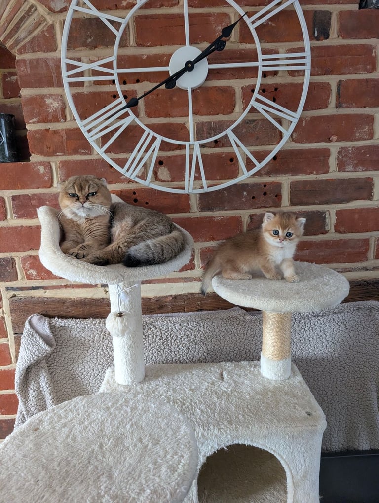 Gold British Shorthair kittens