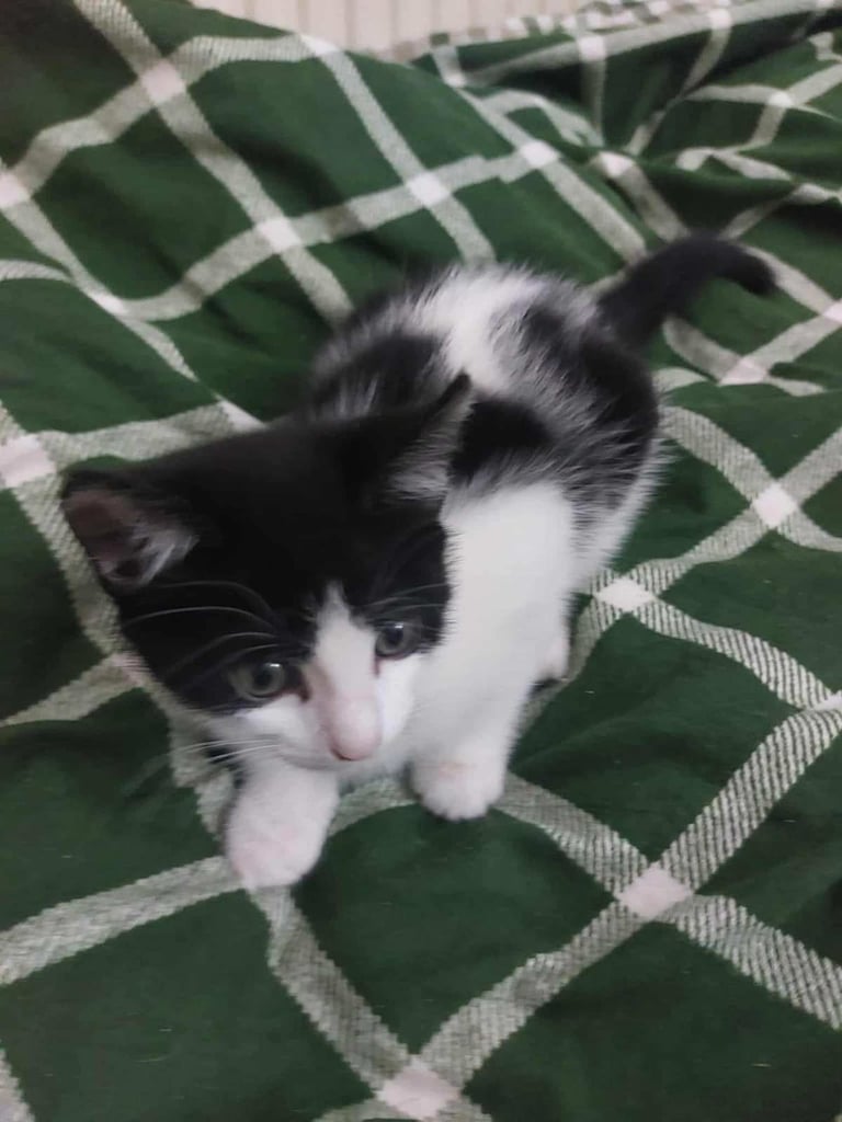 Kittens 