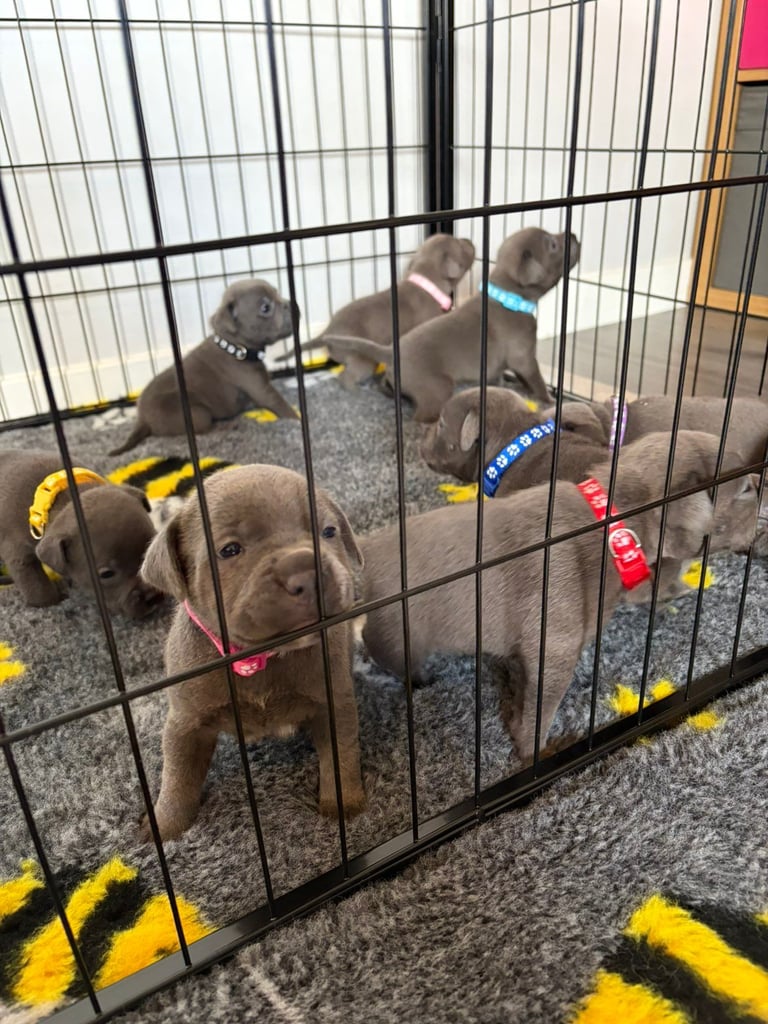 Kc reg blue Staffordshire bull terrier 