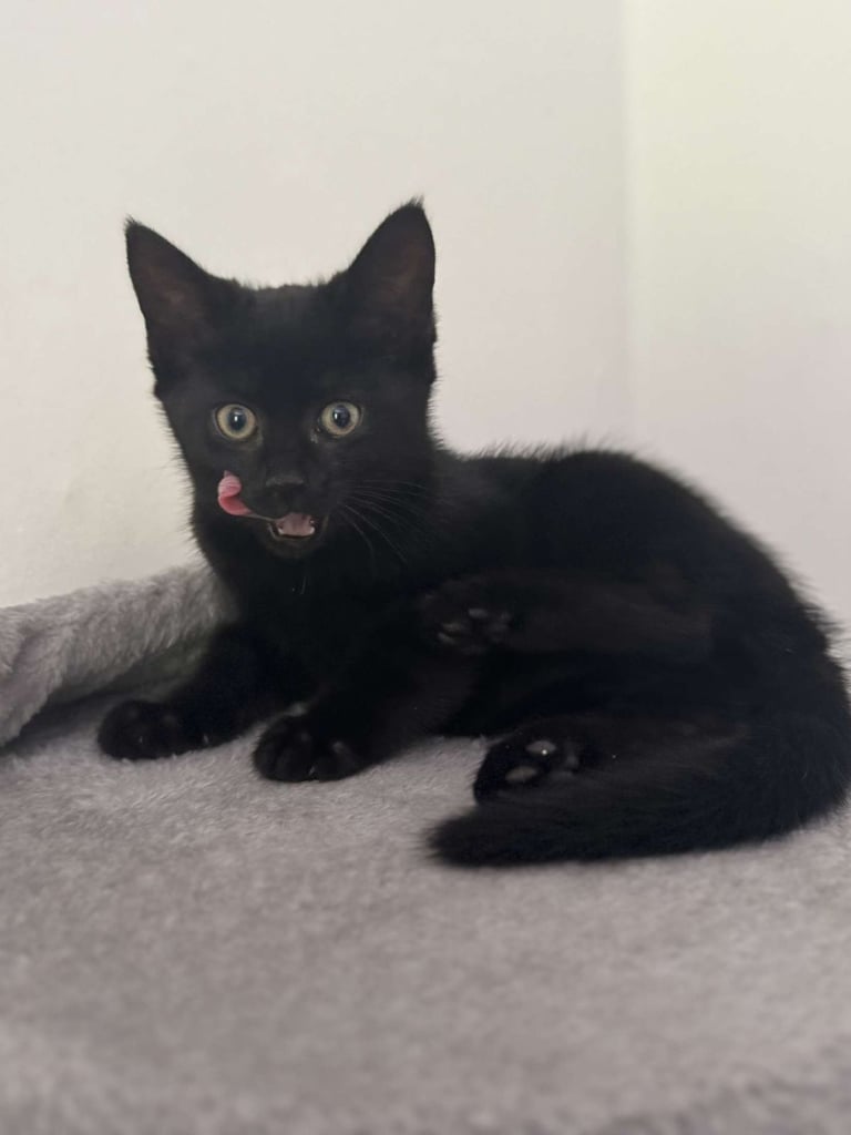 Kitten
