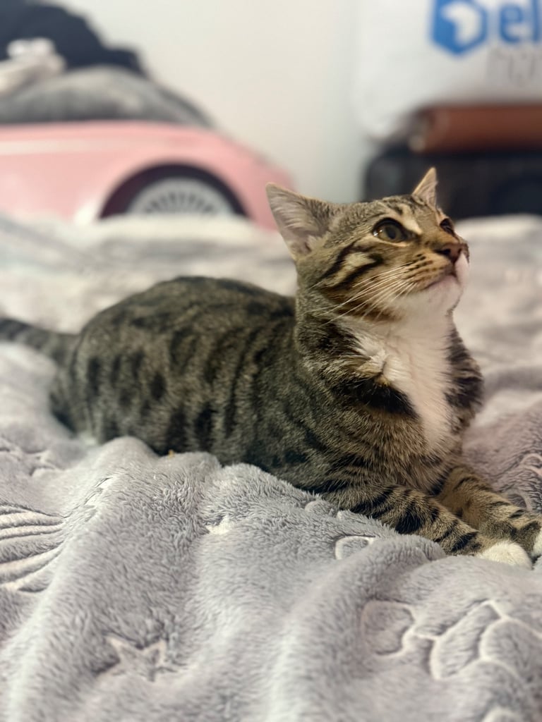 Mixed male cat for sale