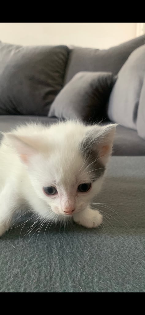 Girl Kitten
