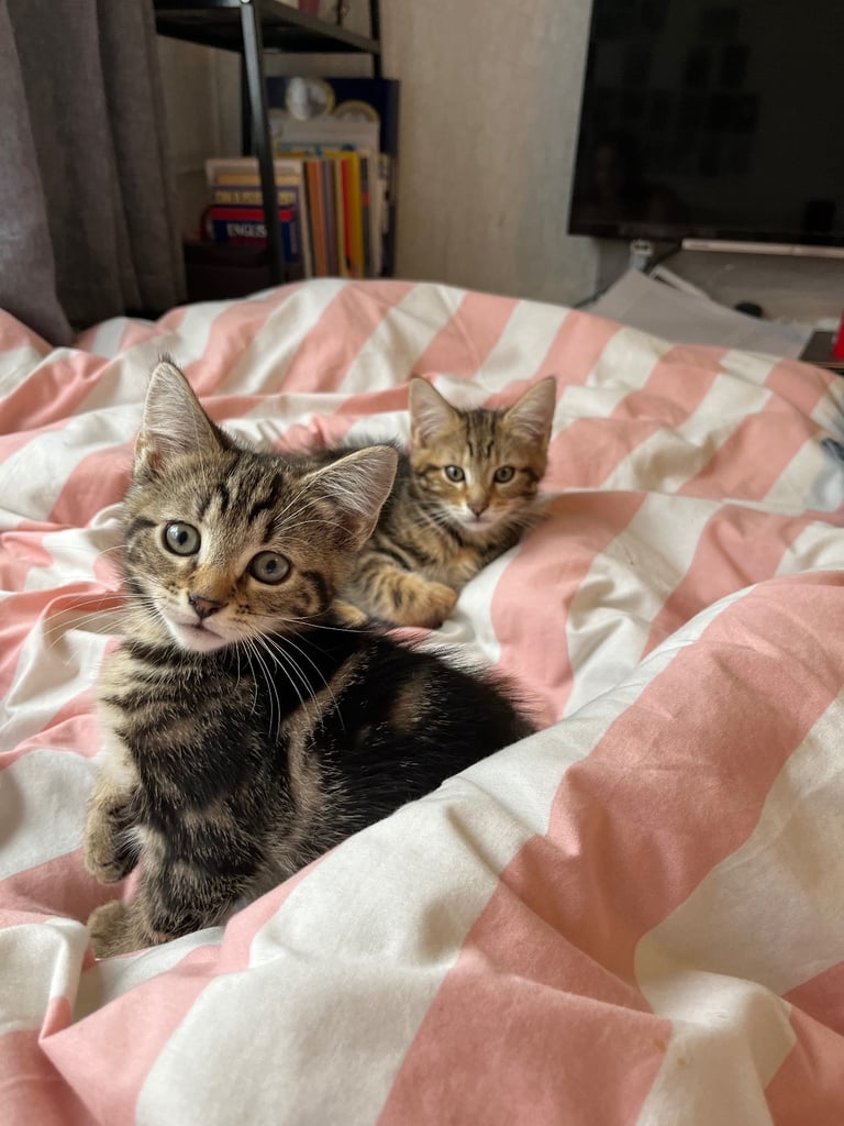 Quarter maincoone kittens 