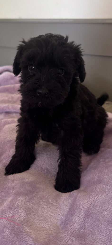 Schnoodles puppies