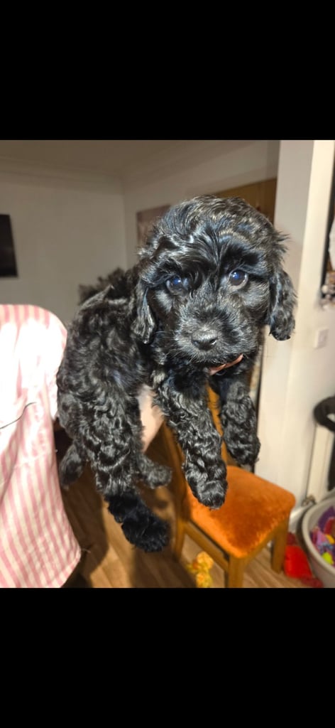 image for 2 black male F2 cockapoo puppies