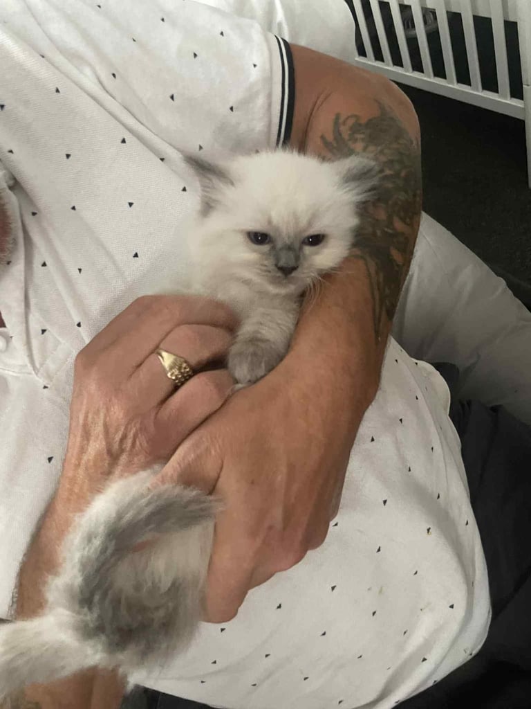 Ragdolls kitten  4 left 