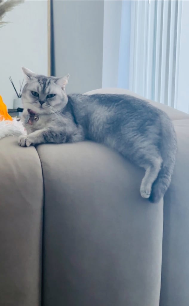 Beautiful British Shorthair Kitten silver 