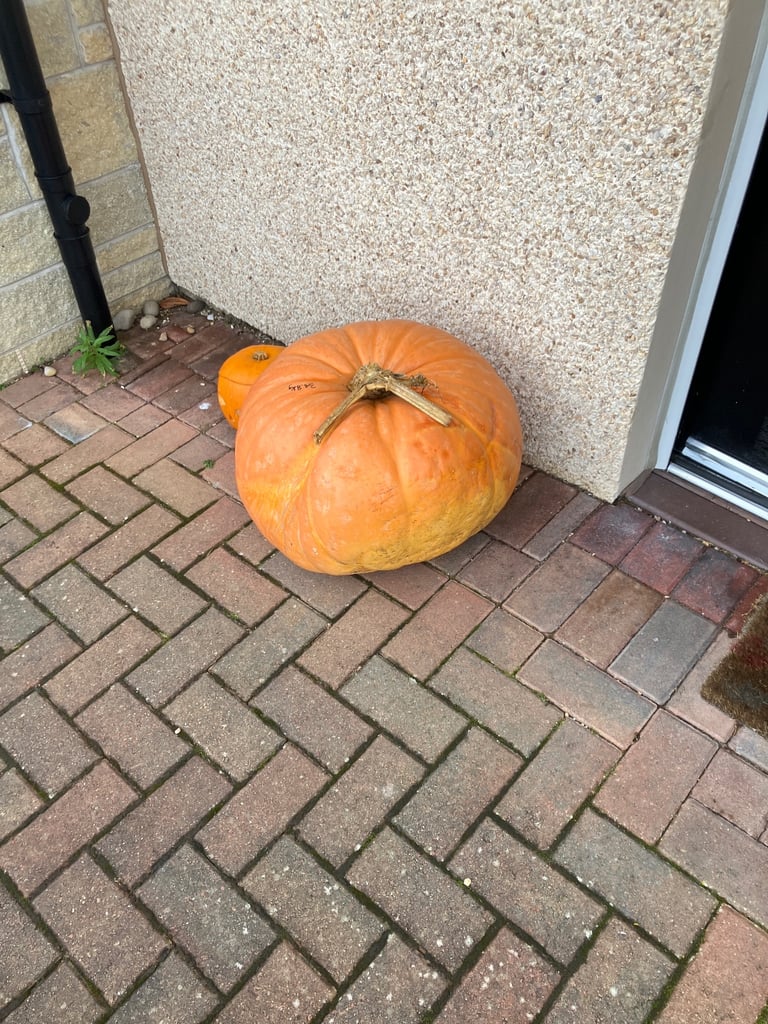 Free 35kg pumpkin
