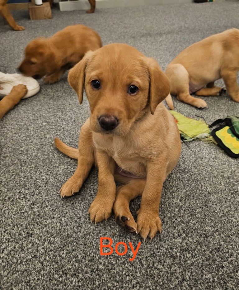 2 BOYS 1 GIRL LEFT labrador puppies ready 17th October 