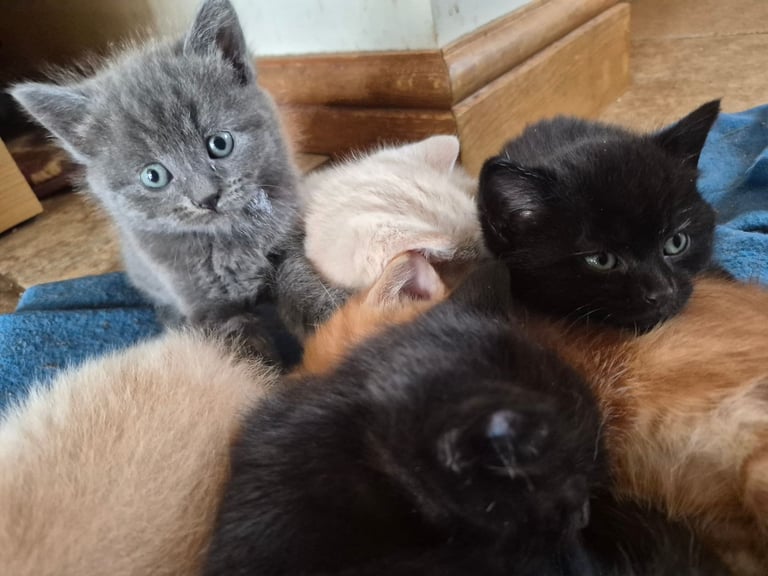 Gorgeous kittens for forever homes