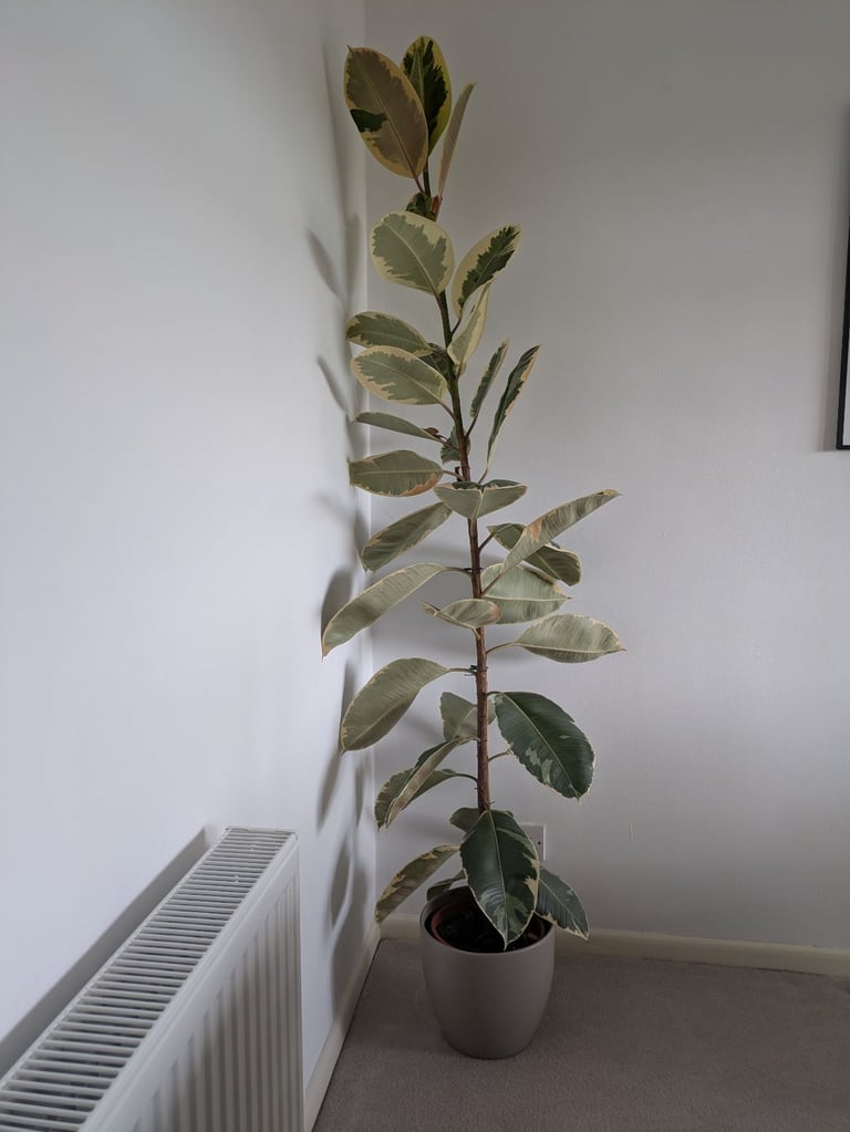 Tall Rubber Plant including pot, indoor plants, easy care 