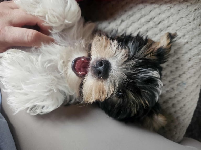 Yorkshire terrier Tricolor.  Ready now