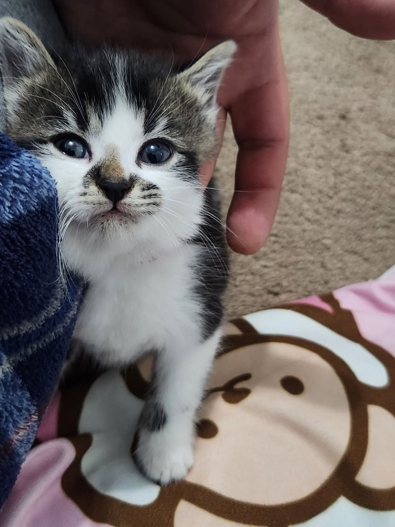 Gorgeous British Kittens For Sale 
