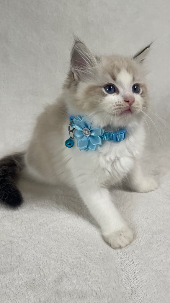 Ragdoll Kittens 