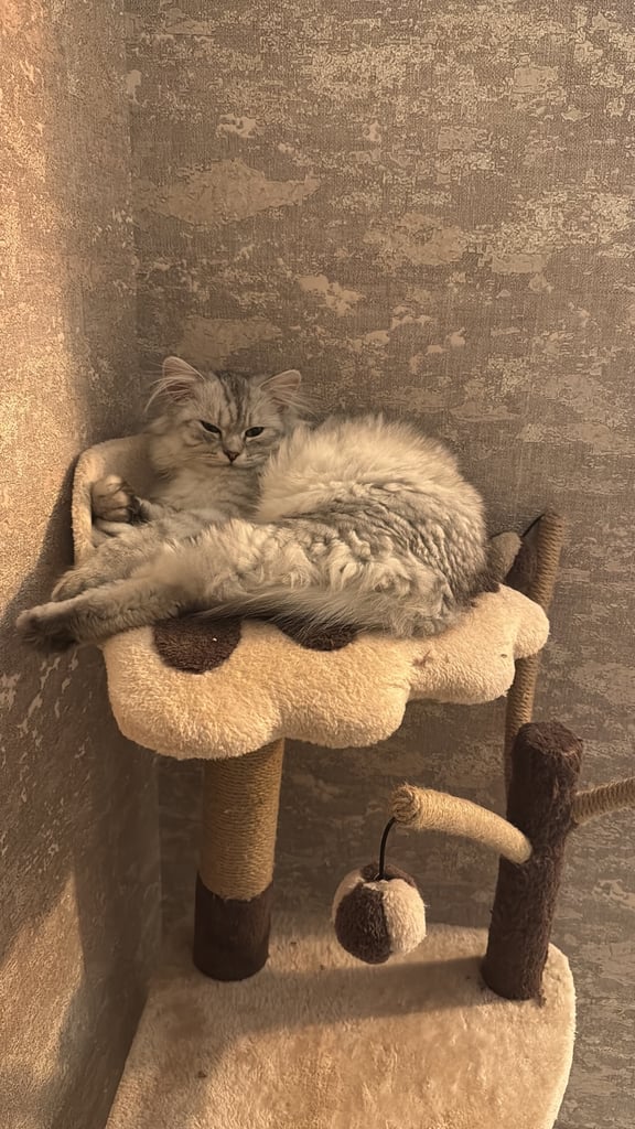 Persian Chinchilla Cat/Kitten