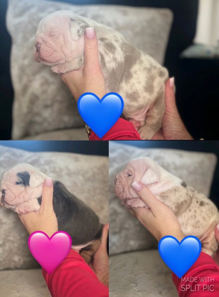 Stunning  rainbow litter old tyme bulldogs.