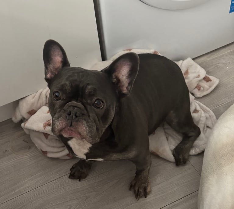 lovely female french bulldog 