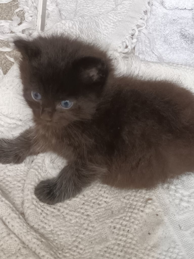 Black Fluffy Kittens... half black Persian Cross