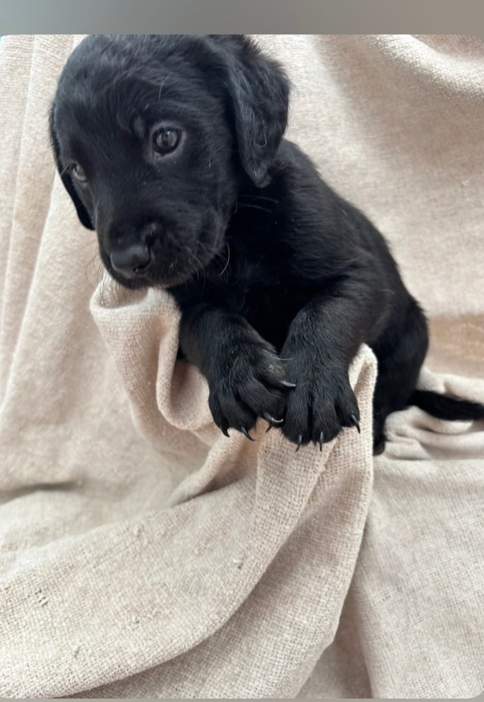 Labrador puppies last girl 