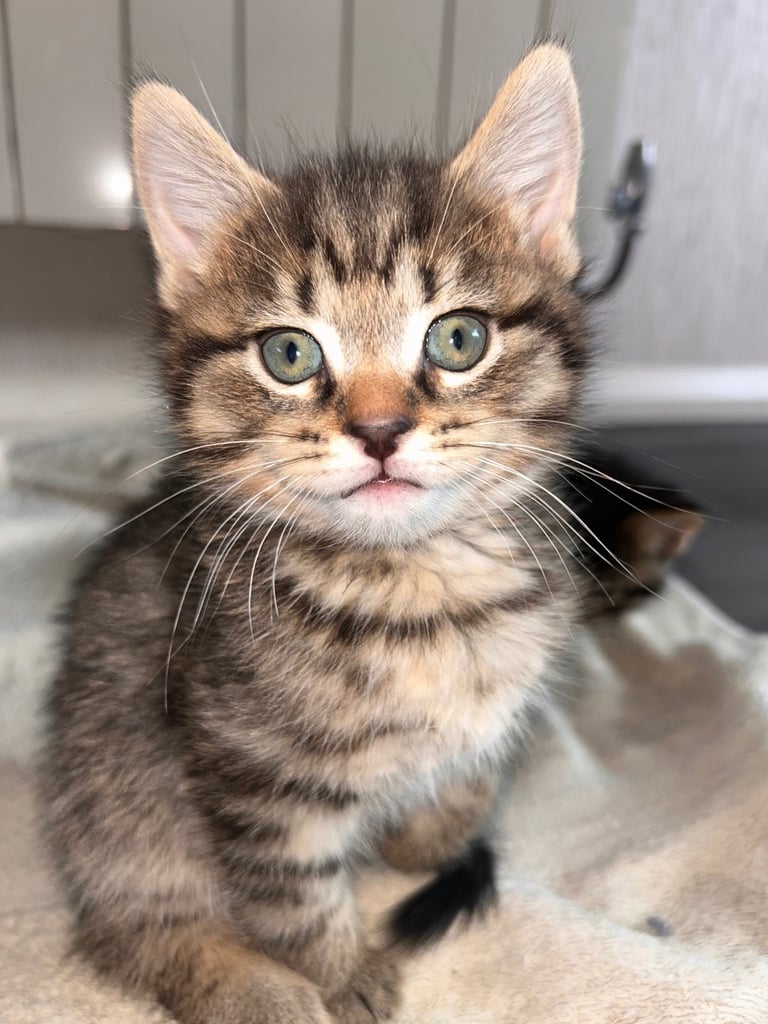 🐾 Adorable Kittens Looking for Their Forever Homes – 2 Girls & 3 Boys🐾