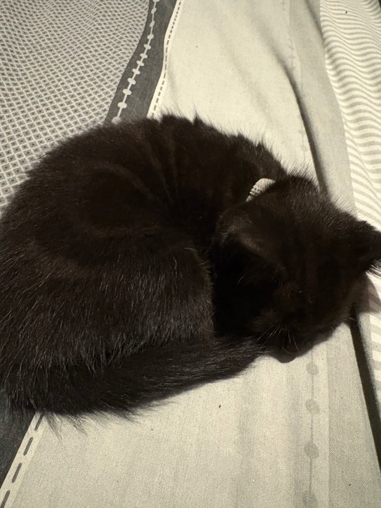 Bengal cross kittens 