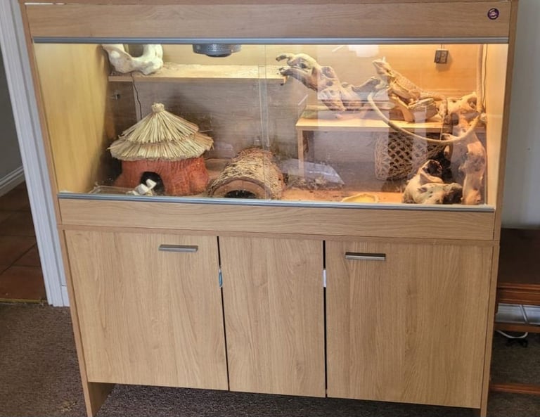 image for Bearded dragon with full set up