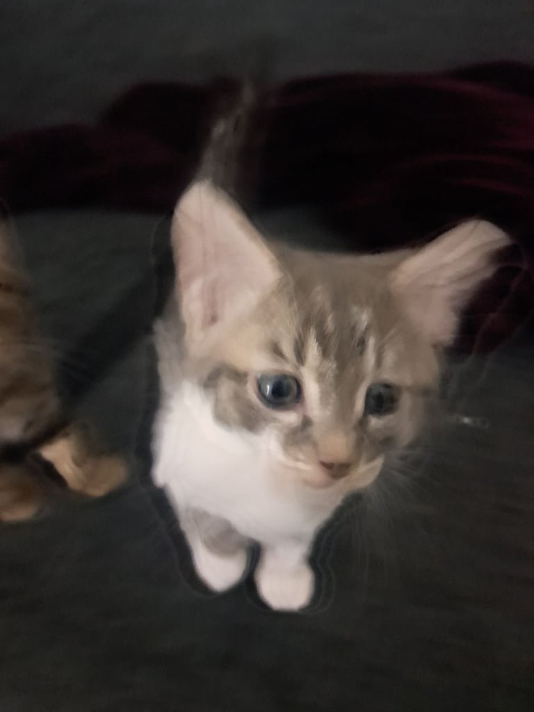 Grey and white male kitten 