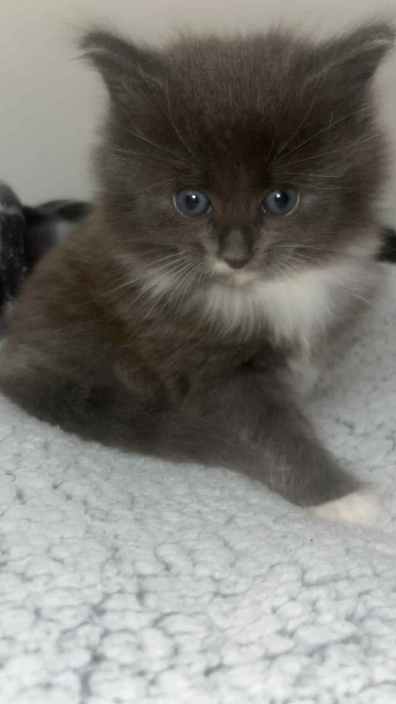 Male kitten 