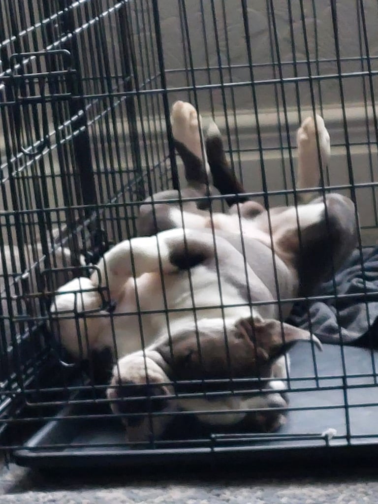 image for Olde English bulldog looking for forever home