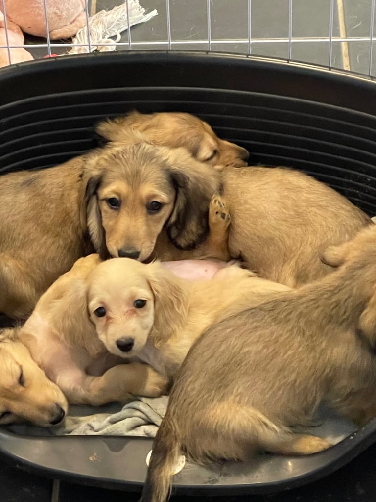 image for KC Quality miniature long haired Dachshund Puppies 