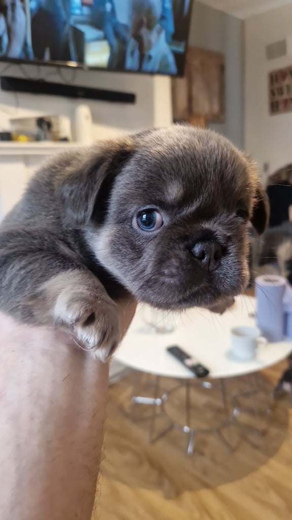 image for Frenchie puppies 