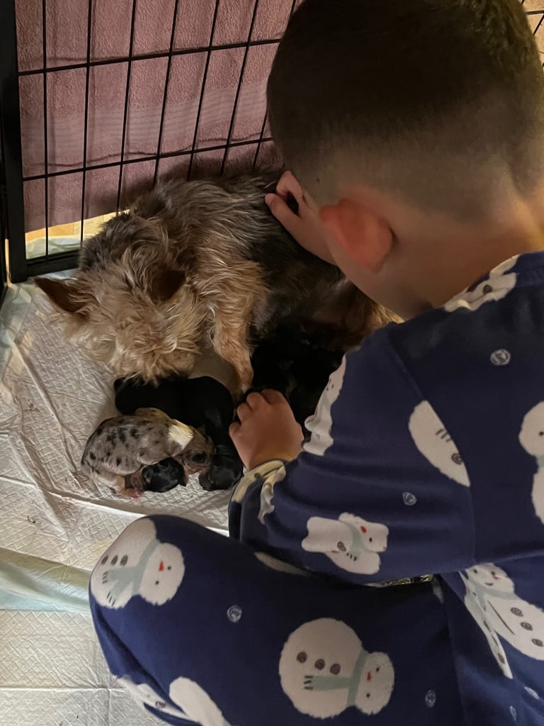 Yorkshire terrier puppy’s 