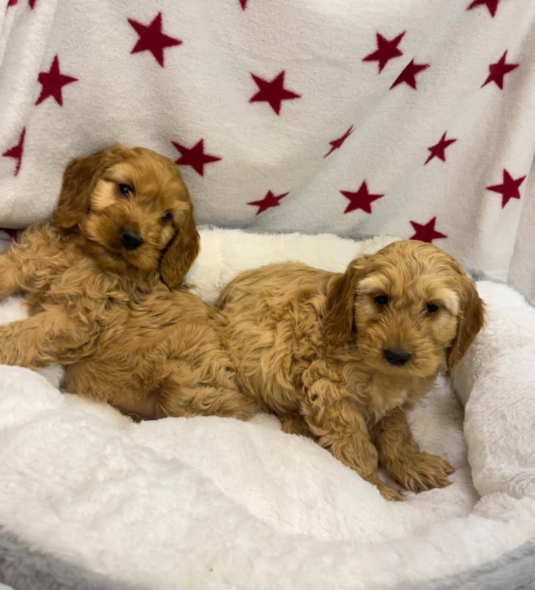Cackapoo puppies for sale 