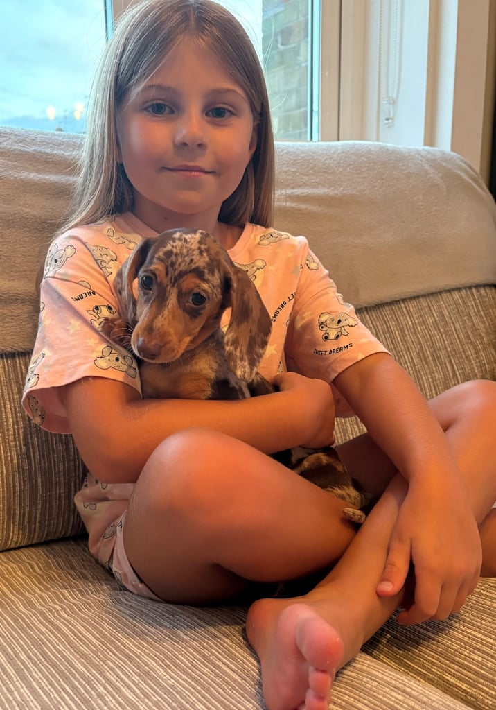 Miniature dachshund 